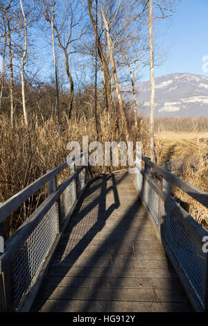 Voie de Passage / pied / chemin / sentier de promenade touristes / les randonneurs en marais de Lavours Réserve naturelle nationale, Ain, France Banque D'Images