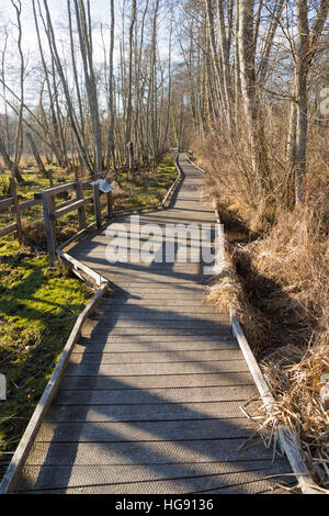 Voie de Passage / pied / chemin / sentier de promenade touristes / les randonneurs en marais de Lavours Réserve naturelle nationale, Ain, France Banque D'Images