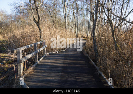 Voie de Passage / pied / chemin / sentier de promenade touristes / les randonneurs en marais de Lavours Réserve naturelle nationale, Ain, France Banque D'Images