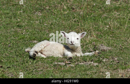 Mignon agneau, agneau couché sur l'herbe Banque D'Images