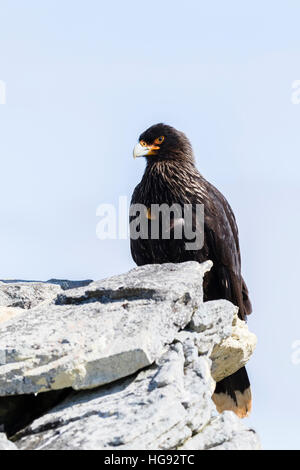 Caracara strié sur l'île de la carcasse dans les Malouines Banque D'Images