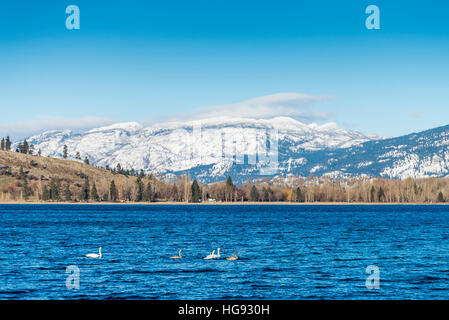 Les cygnes trompettes, Cygnus buccinator, le lac Okanagan, Colombie-Britannique, Canada. Banque D'Images