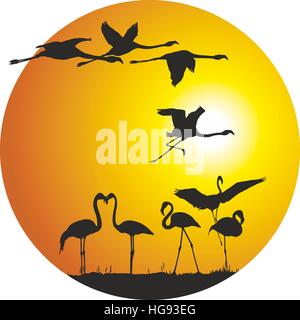 Les flamants roses et le coucher du soleil dans l'anneau Banque D'Images