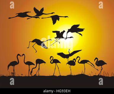 Les flamants roses et le troupeau coucher du soleil Banque D'Images