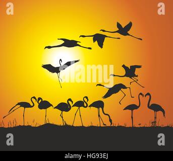 Les flamants roses et le coucher du soleil Banque D'Images