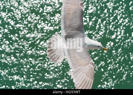 Seagull photographié d'au-dessus, avec les ailes déployées, au-dessus de l'océan couleur vert Banque D'Images