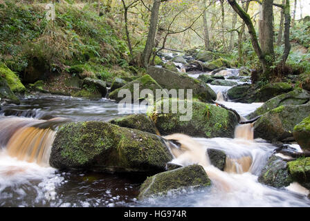 Burbage Brook coule dans la vallée boisée de la rivière rocheuse de Padley Gorge, Longshaw Estate, Peak District, Derbyshire, Royaume-Uni Banque D'Images