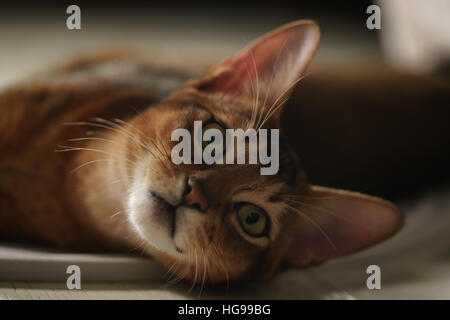 Jeune chat abyssin gisant sur le sol Banque D'Images