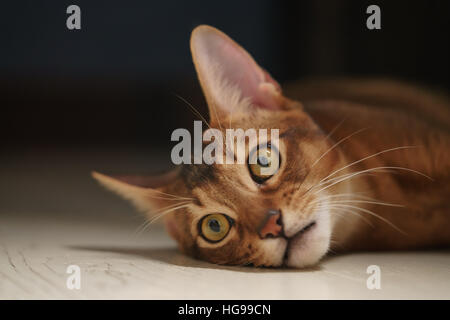 Jeune chat abyssin gisant sur le sol Banque D'Images