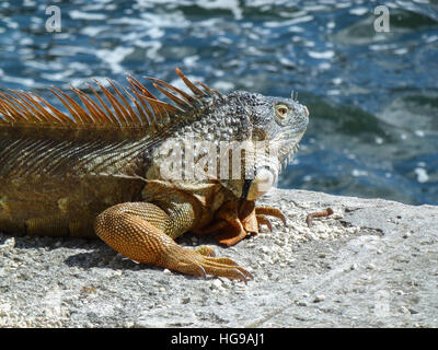 Iguana sat sur le mur par la mer Banque D'Images