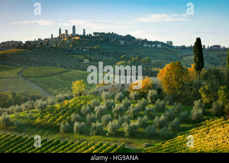 Vignes et oliviers au-dessous de San Gimignano, Toscane, Italie Banque D'Images