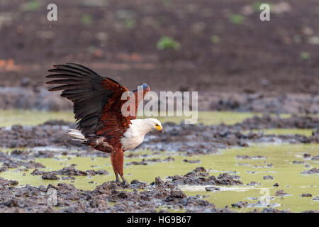 African Fish Eagle en vol à attraper des poissons volants Banque D'Images