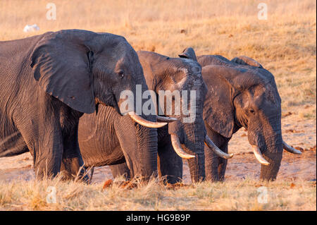 Trois grands éléphants boire de l'eau suinte de bull Banque D'Images