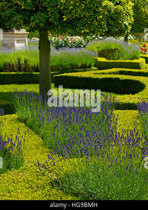 Dans le parterre de Lavande Rose à Grimsthorpe château dans le Lincolnshire England UK Accueil du De Eresby famille depuis 1516 Banque D'Images