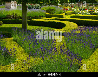 Dans le parterre de Lavande Rose à Grimsthorpe château dans le Lincolnshire England UK Accueil du De Eresby famille depuis 1516 Banque D'Images