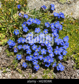 Fleur alpine Eritrichium nanum (arctic alpine forget-me-not), de la vallée d'aoste, Italie. photo prise à une altitude de 3000 mètres Banque D'Images