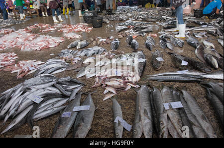 KOH CHANG, THAÏLANDE - 2 janvier 2015 : Vendre du poisson sur les barracudas un marché de rue en Thaïlande Banque D'Images