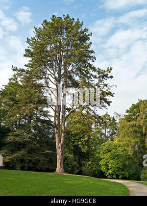 Ou le pin noir d'Autriche (Pinus nigra), Westonbirt Arboretum, Gloucestershire, Angleterre, Royaume-Uni. Banque D'Images