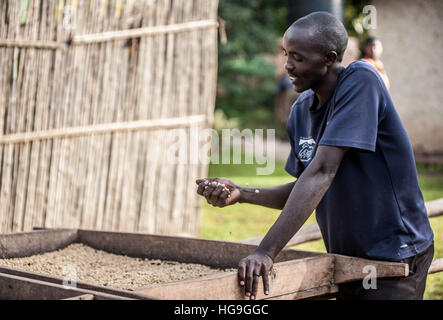 La transformation du café est de l'Ouganda Banque D'Images