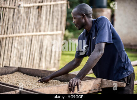 La transformation du café est de l'Ouganda Banque D'Images