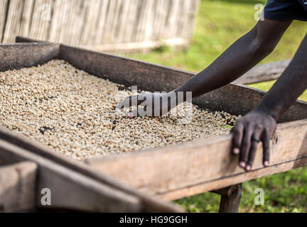 La transformation du café est de l'Ouganda Banque D'Images