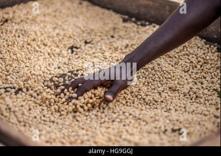 La transformation du café est de l'Ouganda Banque D'Images