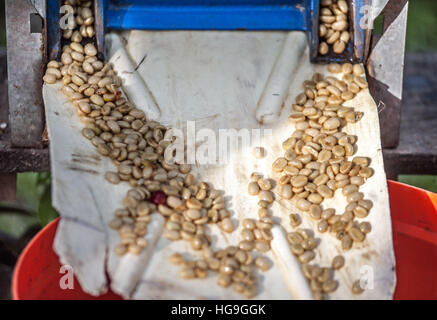 La transformation du café est de l'Ouganda Banque D'Images