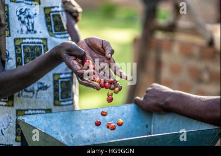 La transformation du café est de l'Ouganda Banque D'Images