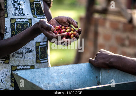 La transformation du café est de l'Ouganda Banque D'Images