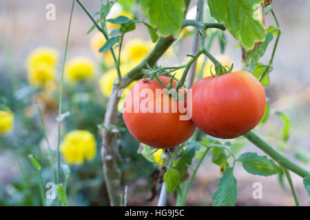 Lycopersicon esculentum. Le mûrissement des tomates sur la vigne plantée d'oeillet fleurs. Banque D'Images