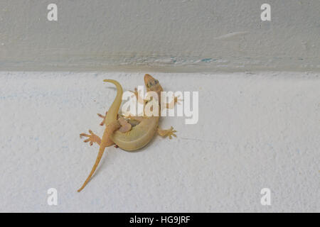 Close up House reproduction lézard sur le mur Banque D'Images