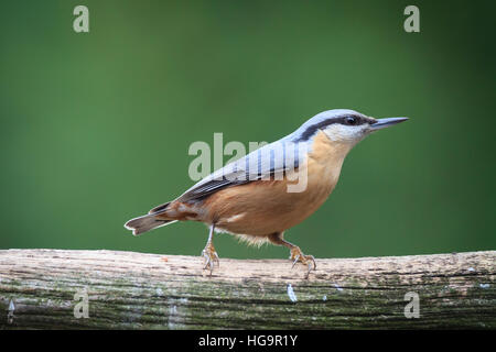Sittelle Torchepot (Sitta europaea) perché sur le tronc dans le jardin. La Basse Silésie. La Pologne. Banque D'Images