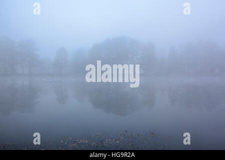 Brume sur petit lac avant le lever du soleil. La Basse Silésie. La Pologne. Banque D'Images