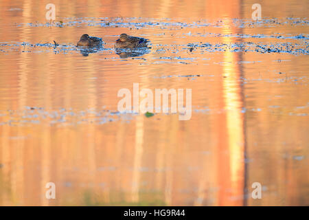 Le Canard colvert (Anas platyrhynchos) les femelles de reposer sur l'eau. La Basse Silésie. La Pologne. Banque D'Images