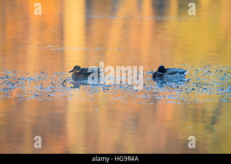 Le Canard colvert (Anas platyrhynchos) Paire de reposer sur l'eau. La Basse Silésie. La Pologne. Banque D'Images