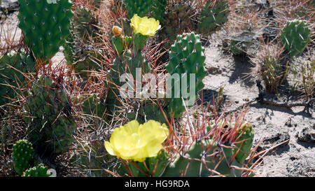 Fleur de cactus Banque D'Images