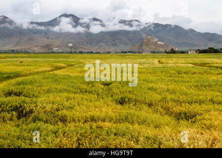 La vue sur le beau domaine avec le grand château Gyantse au loin. Banque D'Images