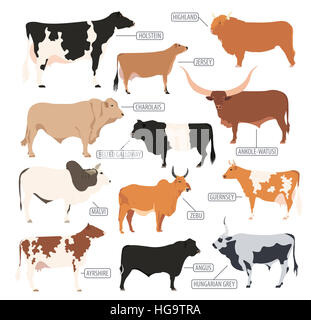 L'élevage de l'agriculture. Vache, race taureaux icon set. Modèle plat. Vector illustration Banque D'Images