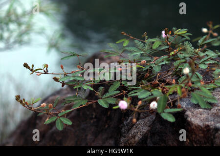 Ne me touche pas, plante. Banque D'Images