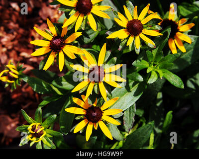 Rudbeckia fulgida 'Little Goldstar' (orange coneflower) - de belles fleurs d'été jaune Banque D'Images