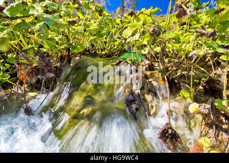 Le parc national des lacs de Plitvice détail, l'eau qui coule et la flore Banque D'Images