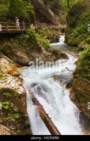 La rivière Radovna coupant à travers les gorges de Vintgar près de Bled, en Haute-carniole, la Slovénie. La gorge est dans le Parc National de Triglav. Banque D'Images