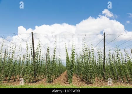 Près de Celje, Styrie, la Slovénie. Hop les plantes croissant dans un champ de houblon, Humulus lupulus. Banque D'Images