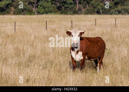 Vache de couleur brun et blanc regardant droit dans la caméra dans un champ de foin jaune Banque D'Images