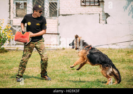 Gomel, Bélarus - 23 juillet 2016 : la formation de chien de berger allemand en club de sport régional de Gomel et décoratif chien-reproduction. Chien de mordre. Chien Loup d'Alsace. Banque D'Images