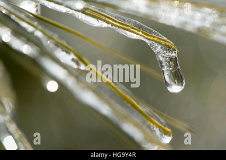 Un close up detail d'une succursale d'aiguilles de pin, est enfermé dans la glace. Banque D'Images