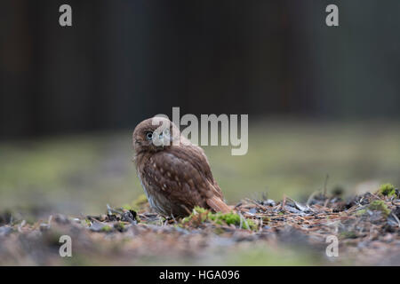 Buse rouilleuse Chouette naine Glaucidium brasilianum ( ), assis sur le sol, dos vue, veillant sur son épaule. Banque D'Images