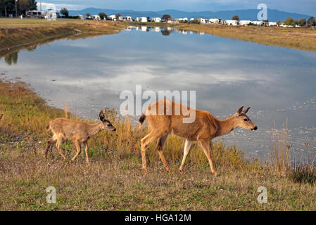 Le Cerf noir femelle et veau (Odocoileus hemionus) at Surfside Park à Parksville, Colombie-Britannique Vancouver Island au Canada. SC0 11 361. Banque D'Images