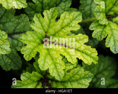 Heucherella 'Kimono' - cloches mousseuse Banque D'Images