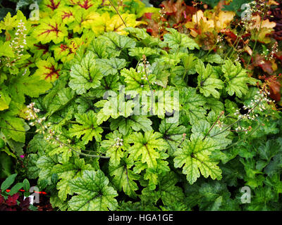 Heucherella 'Kimono' - cloches mousseuse Banque D'Images